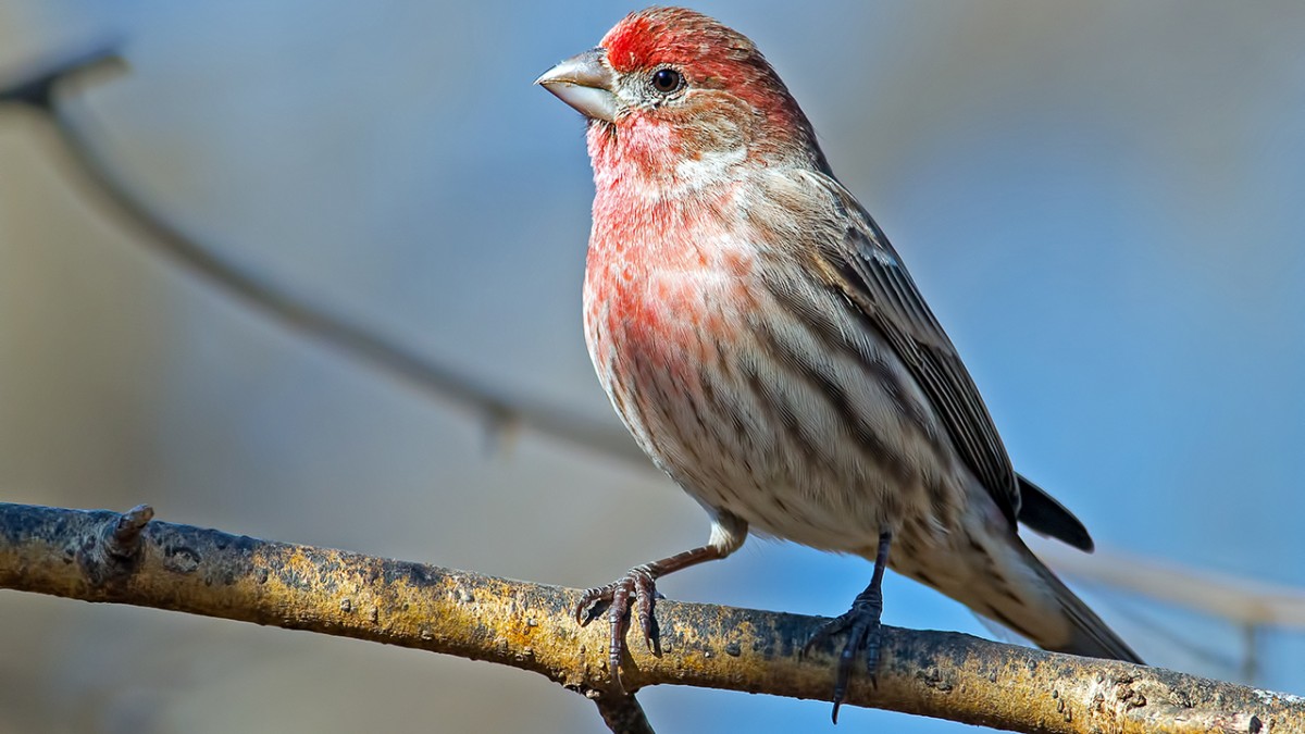 Bird Law - Protecting Avian Species And Ecosystems
